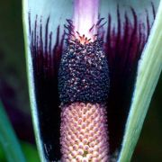 Image of Dracunculus vulgaris  Schott.