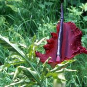 Image of Dracunculus vulgaris  Schott.