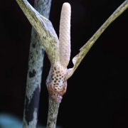 Image of Gonatopus boivinii  (Decne) Engl..