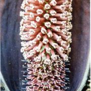 Image of Gorgonidium striatum  Hett., P.L. Ibisch & E.G. Gonc..