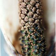 Image of Gorgonidium vermicidum  (Speg.) Bogner & Nicolson.