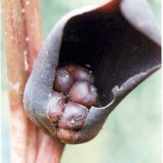 Image of Gorgonidium vermicidum  (Speg.) Bogner & Nicolson.