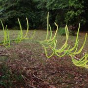 Image of Gymnostachys anceps  R. Br..