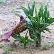 Image of Helicodiceros muscivorus  (L.f.) Engl..