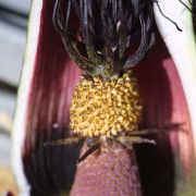 Image of Helicodiceros muscivorus  (L.f.) Engl..
