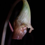 Image of Hestia longifolia  (Ridl.) S.Y. Wong & P.C. Boyce.