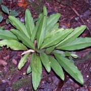 Image of Hestia longifolia  (Ridl.) S.Y. Wong & P.C. Boyce.