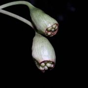 Image of Hestia longifolia  (Ridl.) S.Y. Wong & P.C. Boyce.