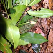 Image of Heteropsis oblongifolia  Kunth.