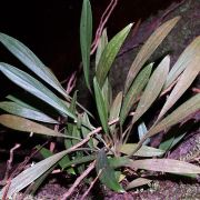 Image of Homalomena paucinervia  Ridl.