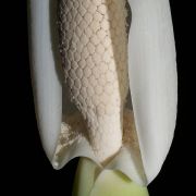 Image of Leucocasia gigantea  (Blume) Schott.