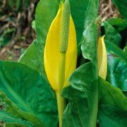 Image of Lysichiton americanus  HultÃ©n & H. St. John.