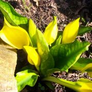 Image of Lysichiton americanus  HultÃ©n & H. St. John.