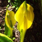 Image of Lysichiton americanus  HultÃ©n & H. St. John.