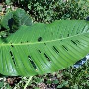 Image of Monstera acuminata  K. Koch.