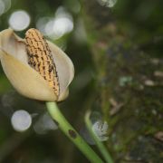 Image of Monstera gracilis  Engl..