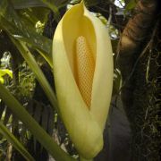 Image of Monstera lechleriana  Schott.