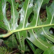 Image of Monstera punctulata  (Schott) Schott ex Engl..