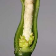 Image of Peltandra virginica  (L.) Schott.