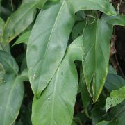 Image of Philodendron barrosoanum  G.S. Bunting.