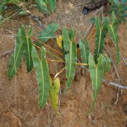 Image of Philodendron billietiae  Croat.