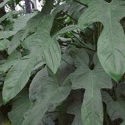 Image of Philodendron bipennifolium  Schott.