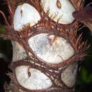 Image of Philodendron bipinnatifidum  Schott.