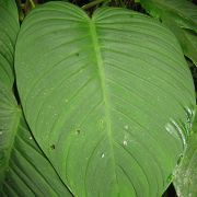 Image of Philodendron curvipetiolatum  Croat.