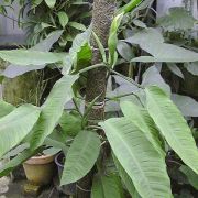 Image of Philodendron duckei  Croat & Grayum.