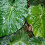 Image of Philodendron fibrosum  Sodiro ex Croat.