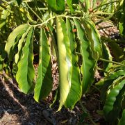 Image of Philodendron goeldii  G.M. Barroso.