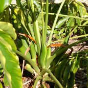 Image of Philodendron goeldii  G.M. Barroso.