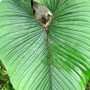 Image of Philodendron hebetatum  Croat & Grayum.