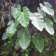 Image of Philodendron melanonervia  Croat.