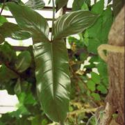 Image of Philodendron mexicanum  Engl..