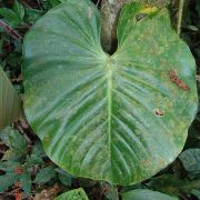 Image of Philodendron nangaritense  Croat.