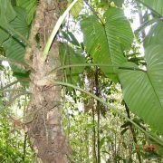 Image of Philodendron pogonocaule  Madison.