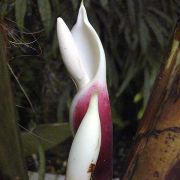 Image of Philodendron rugosum  J.Bogner & G.S.Bunting.