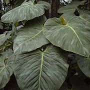 Image of Philodendron sodiroi  Hort..