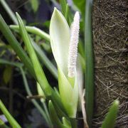 Image of Philodendron sphalerum  Schott.