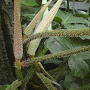 Image of Philodendron squamiferum  Poepp. & Endl..