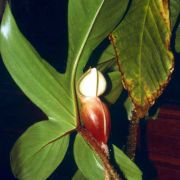 Image of Philodendron squamiferum  Poepp. & Endl..