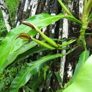 Image of Philodendron stenospermoides  Croat.