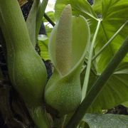 Image of Philodendron ventricosum  Madison.