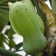 Image of Philodendron ventricosum  Madison.