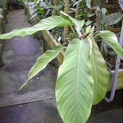 Image of Philodendron wittianum  Engl..