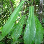 Image of Philodendron wurdackii  Bunting.