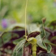 Image of Pinellia cordata  .