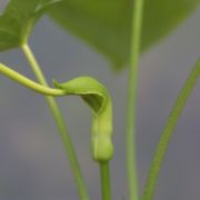 Image of Pinellia peltata  C. Pei.