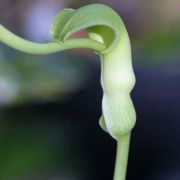 Image of Pinellia peltata  C. Pei.